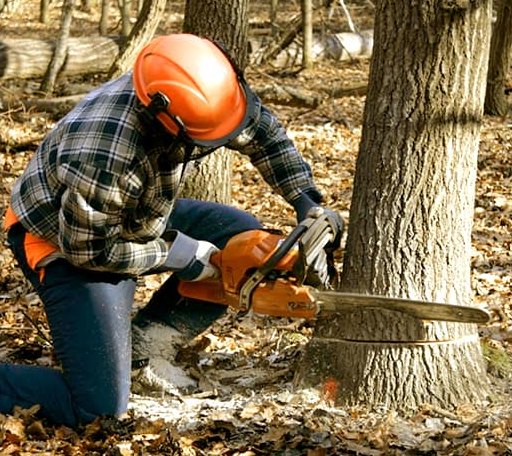 Tree Removal in Rozel, KS
